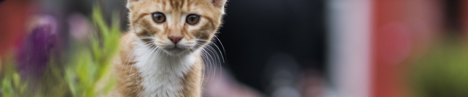Kattekilling
