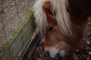 Pony