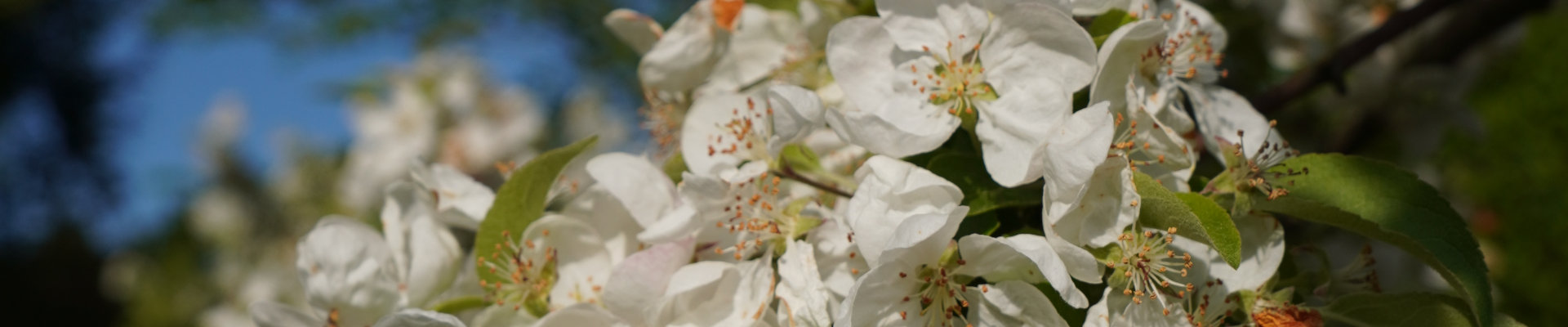 Frugttræ i vores park i blomst.