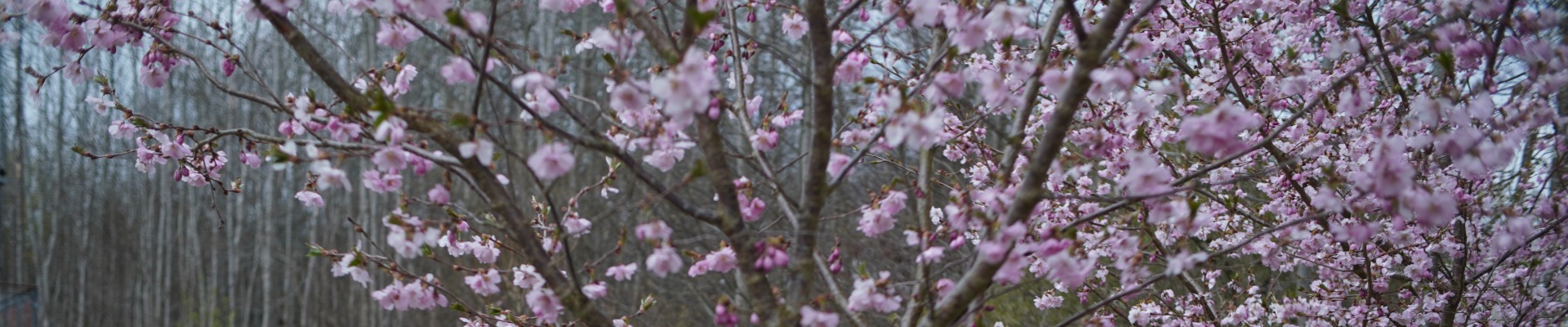 Kirsebærtræer i fuld blomst.
