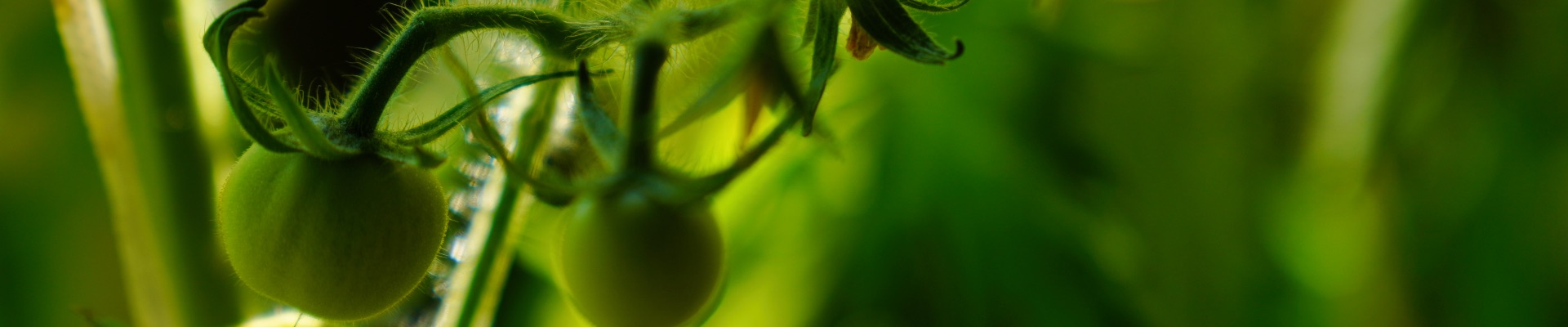 Tomatplanter fra vores drivhus.