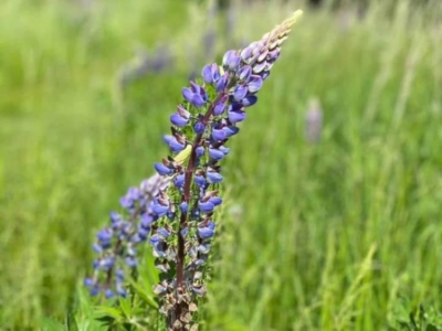 Blomst i haven