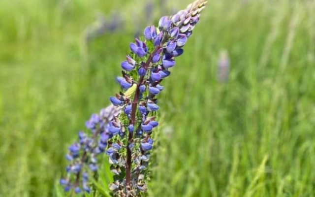 Blomst i haven