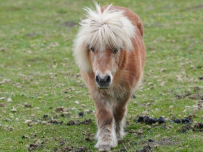 Pony,