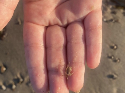 Krabbe fundet på strandtur