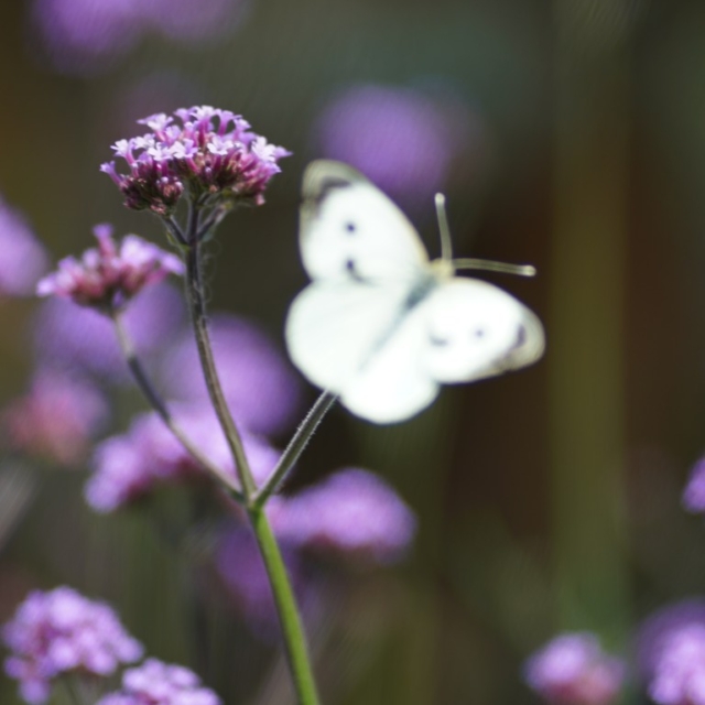 Sommerfugl på kæmpe verbena.